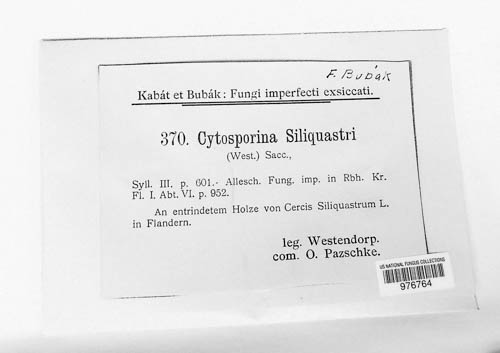 Diplodia siliquastri image